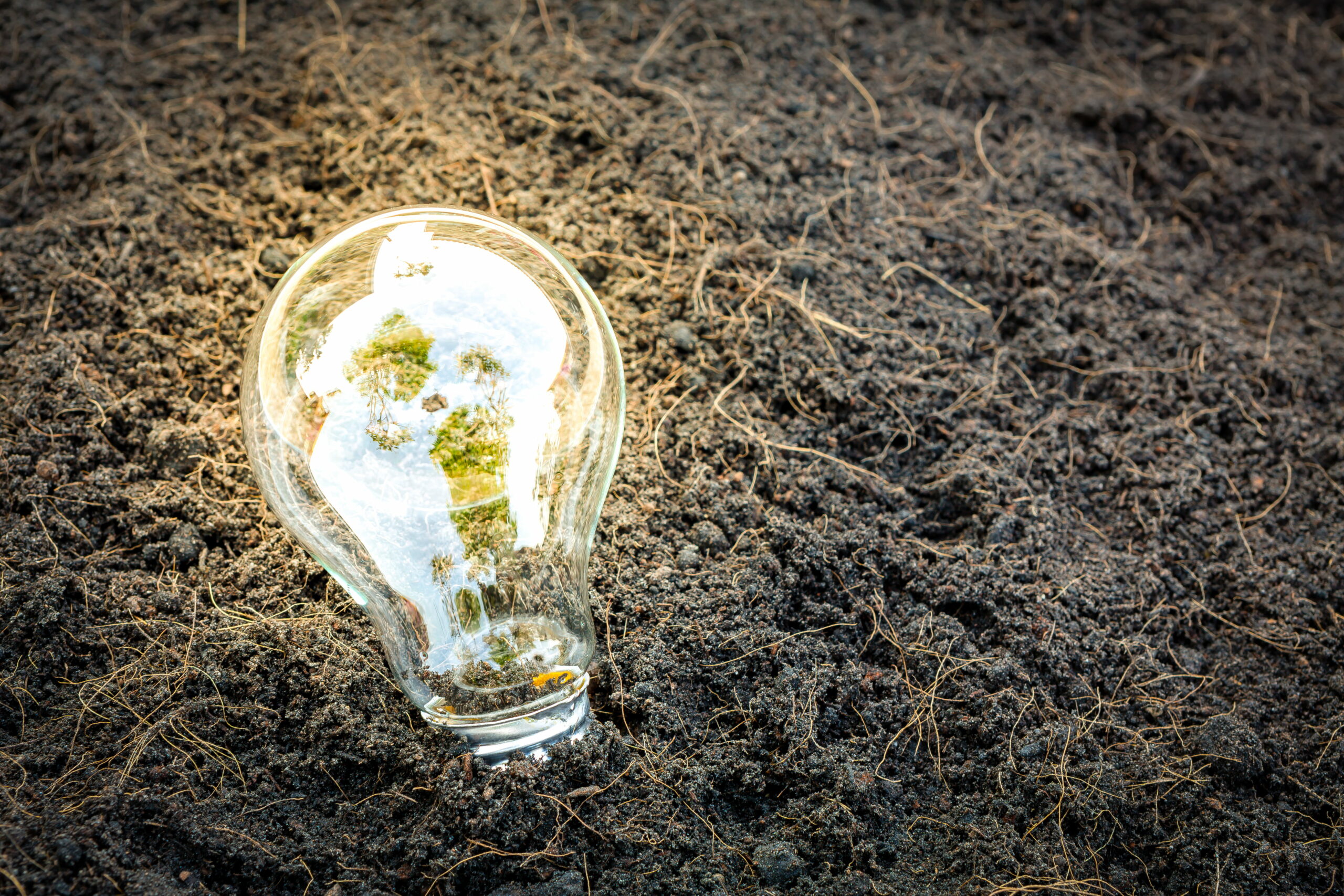 bulb-with-plant-growing-inside-2